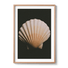 Coquille Saint-Jacques Photography Ming Nomchong