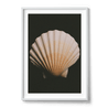Coquille Saint-Jacques Photography Ming Nomchong