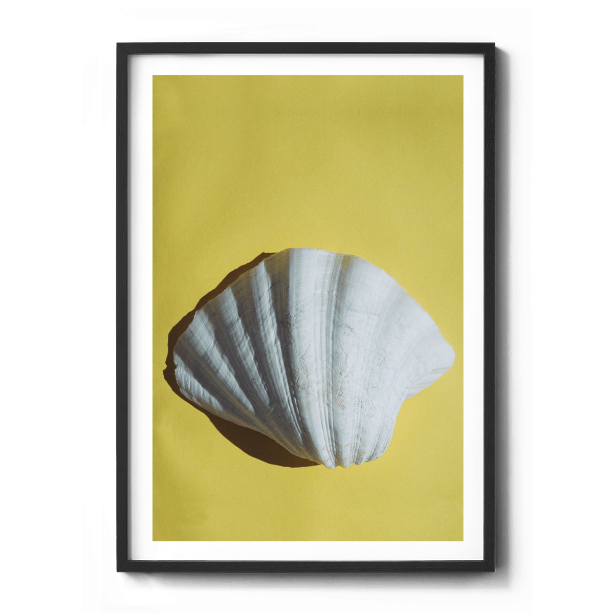 Shell on Yellow Photography Ming Nomchong