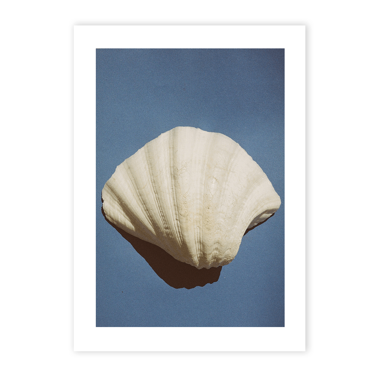 Shell on Blue Photography Ming Nomchong